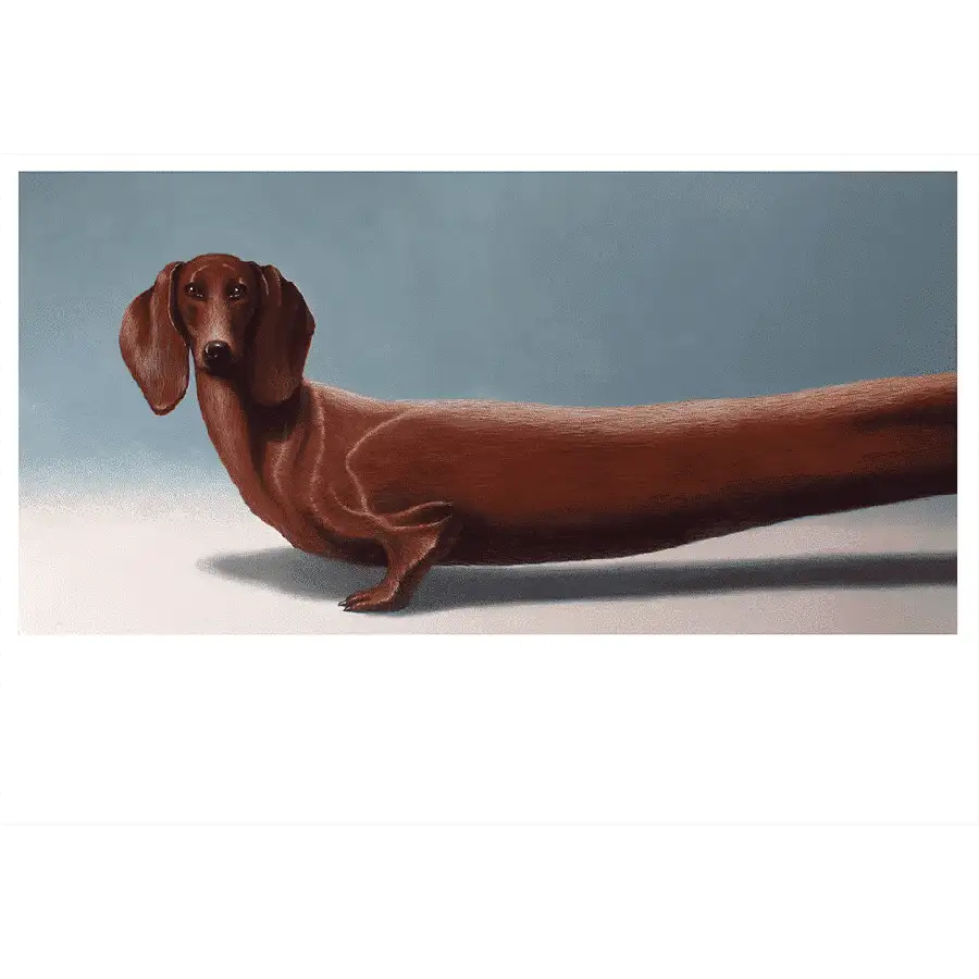 Dachshund III